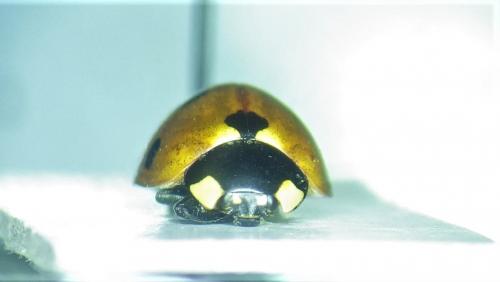Coccinella septempunctata